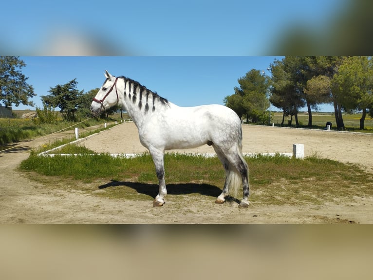 Caballo de deporte español Caballo castrado 11 años 166 cm Tordo in Arroyo De La Luz