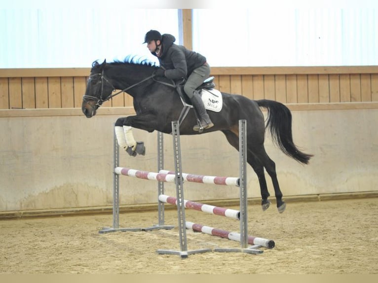 Caballo de deporte español Caballo castrado 11 años 168 cm Castaño oscuro in Wellheim