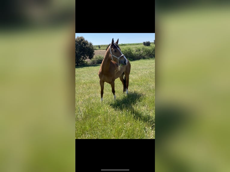 Caballo de deporte español Caballo castrado 11 años 171 cm Castaño claro in Brunete