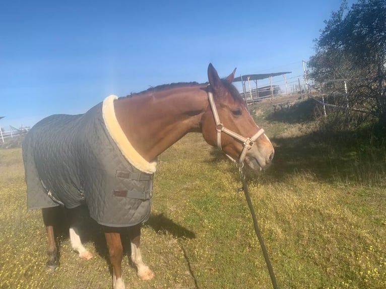 Caballo de deporte español Caballo castrado 11 años 171 cm Castaño claro in Madrid