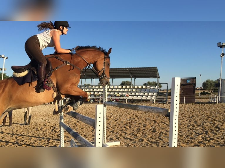 Caballo de deporte español Caballo castrado 11 años 171 cm Castaño claro in Madrid