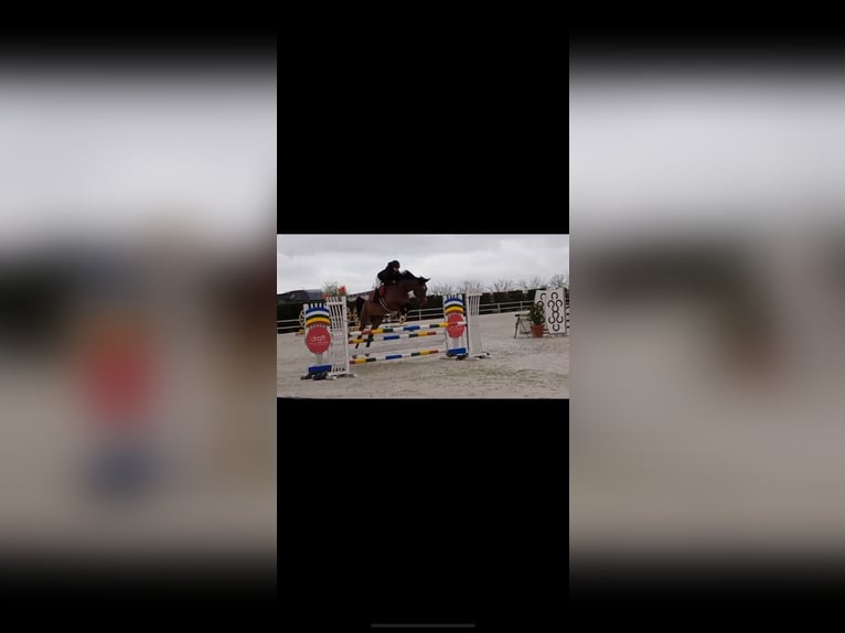 Caballo de deporte español Caballo castrado 11 años 190 cm Castaño in Trijueque