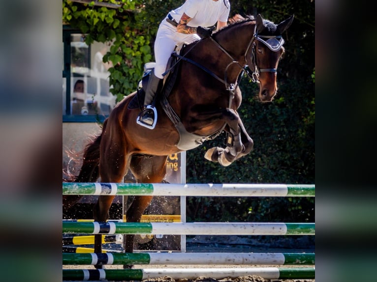 Caballo de deporte español Caballo castrado 11 años Castaño oscuro in Montouto (Santa Cristina)