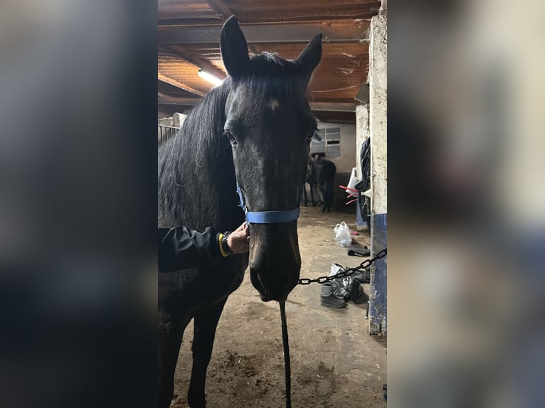 Caballo de deporte español Caballo castrado 11 años Negro in Serranillos Del Valle