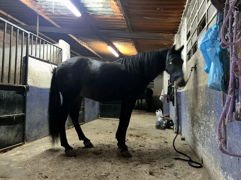 Caballo de deporte español Caballo castrado 11 años Negro in Serranillos Del Valle