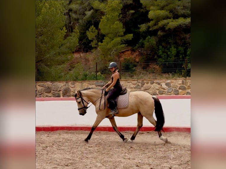 Caballo de deporte español Mestizo Caballo castrado 12 años 148 cm Bayo in Calpe