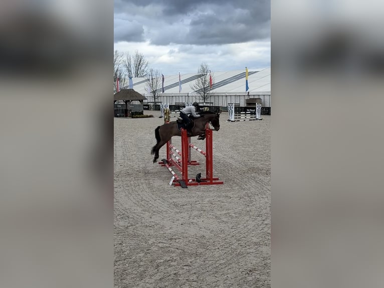 Caballo de deporte español Caballo castrado 12 años 148 cm Castaño in Kortessem