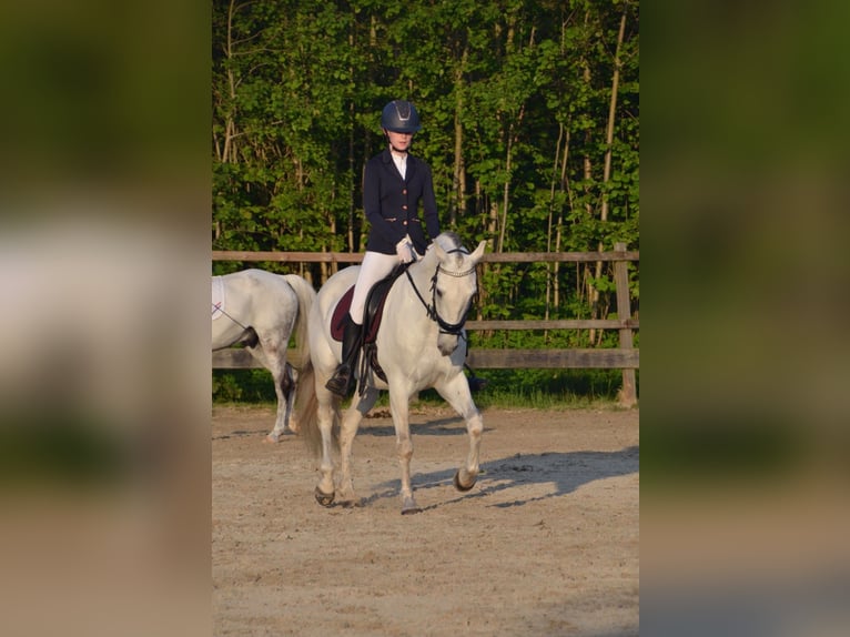 Caballo de deporte español Caballo castrado 12 años 155 cm White/Blanco in Oudega