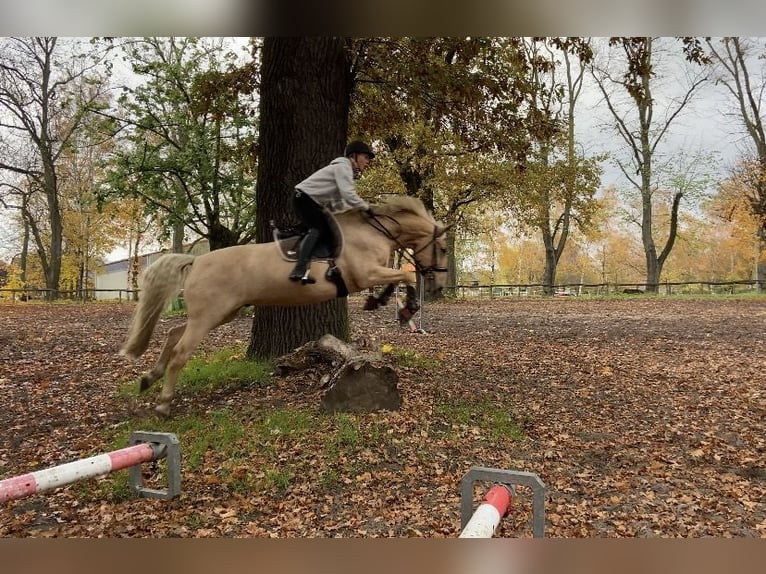 Caballo de deporte español Caballo castrado 12 años 158 cm Palomino in Berlin
