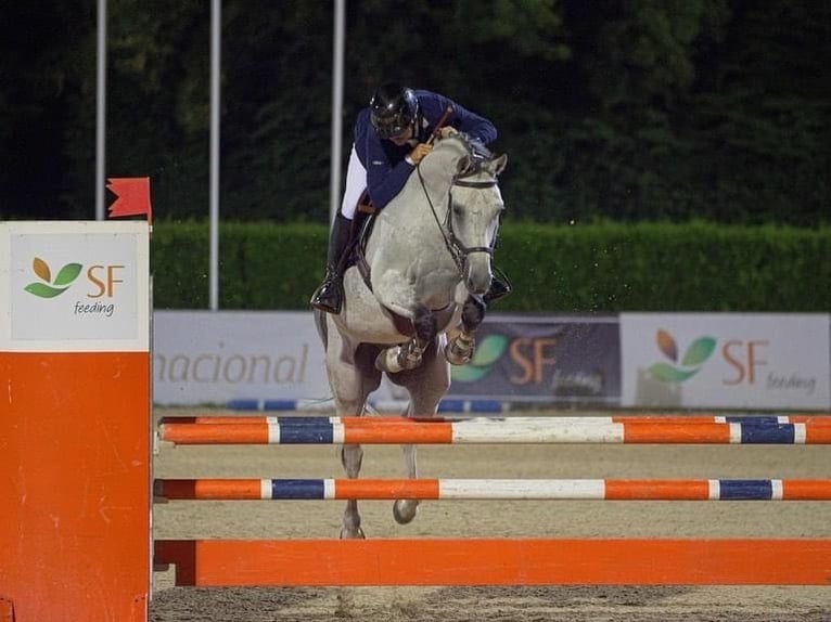 Caballo de deporte español Caballo castrado 12 años 163 cm Tordo in Sobrado, Valongo