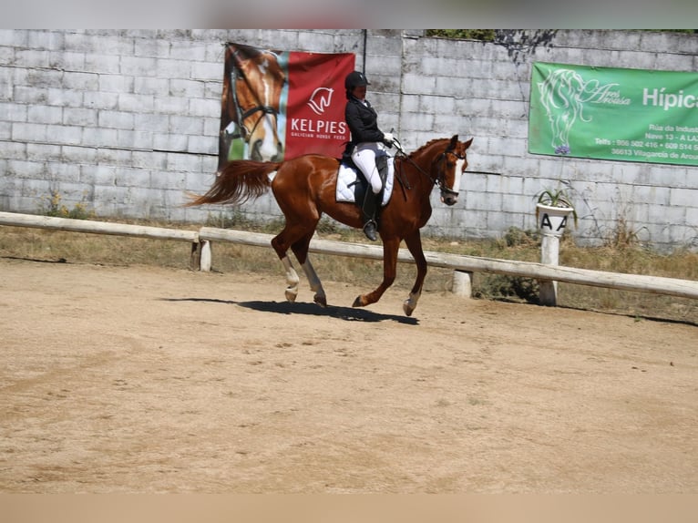 Caballo de deporte español Caballo castrado 12 años 168 cm Alazán in Golada, A (Ramallosa)