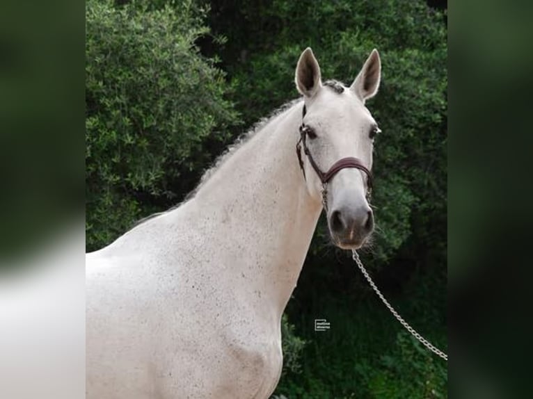 Caballo de deporte español Caballo castrado 12 años 168 cm Tordo picazo in Palma De Mallorca