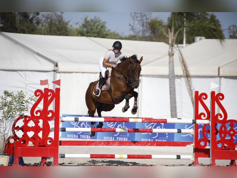 Caballo de deporte español Caballo castrado 12 años 170 cm Castaño in Mos (Santa Eulalia)