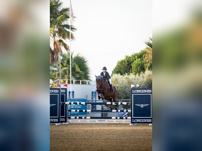 Caballo de deporte español Caballo castrado 12 años 170 cm Castaño in Mos (Santa Eulalia)