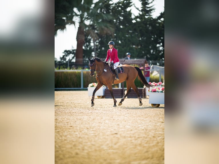 Caballo de deporte español Caballo castrado 12 años 170 cm Castaño in Mos (Santa Eulalia)