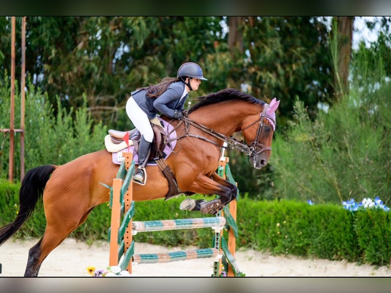 Caballo de deporte español Caballo castrado 12 años 170 cm Castaño in Mos (Santa Eulalia)