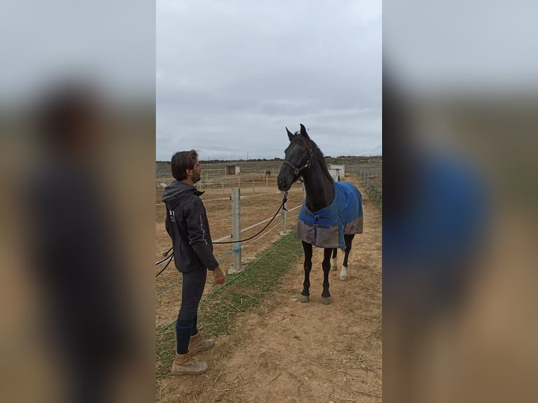 Caballo de deporte español Caballo castrado 12 años 170 cm Castaño oscuro in Nuevo Baztan