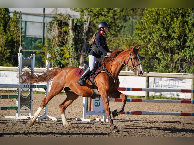 Caballo de deporte español Caballo castrado 12 años 172 cm Alazán in Gijon