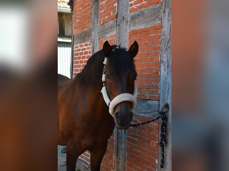 Caballo de deporte español Caballo castrado 13 años 148 cm Castaño in Menslage