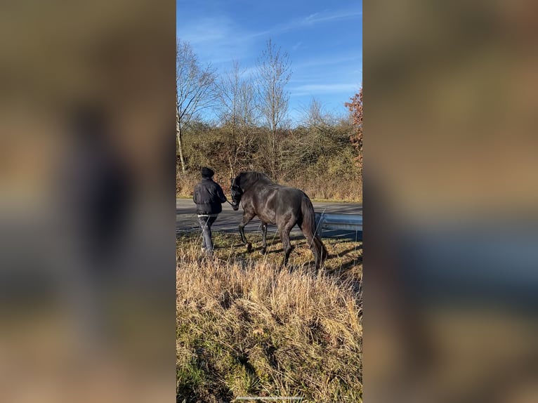 Caballo de deporte español Caballo castrado 13 años 154 cm Negro in Hardheim