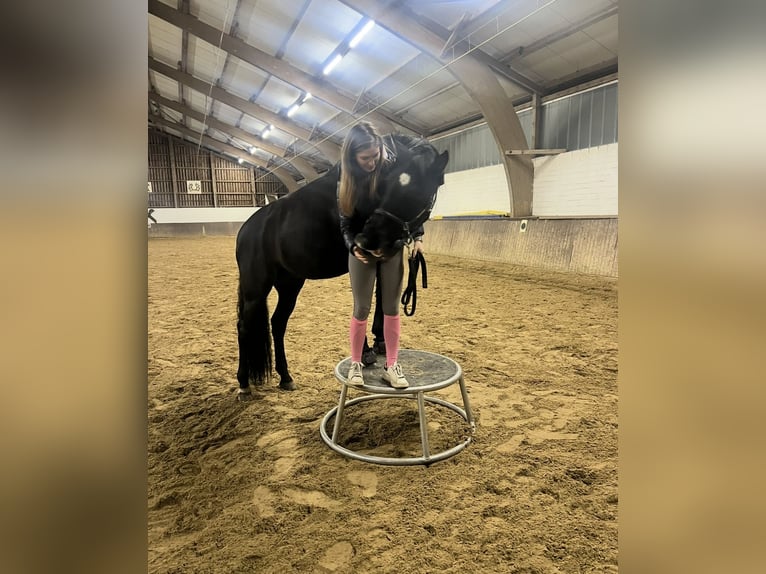 Caballo de deporte español Caballo castrado 13 años 155 cm Negro in Hamburg Osdorf