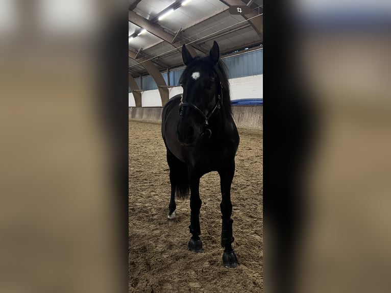 Caballo de deporte español Caballo castrado 13 años 155 cm Negro in Hamburg Osdorf