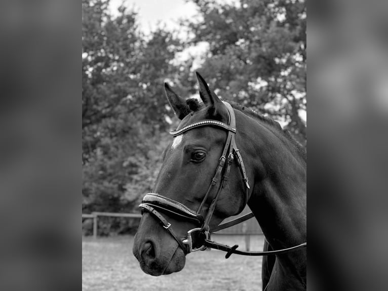 Caballo de deporte español Caballo castrado 13 años 155 cm Negro in Hamburg Osdorf