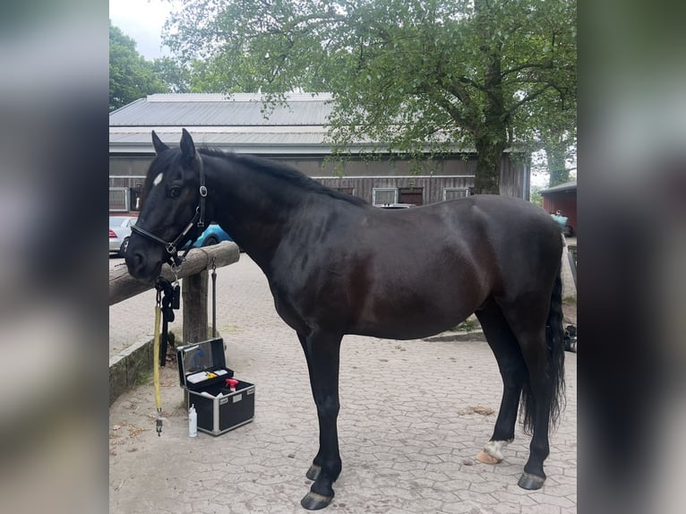 Caballo de deporte español Caballo castrado 13 años 155 cm Negro in Hamburg Osdorf