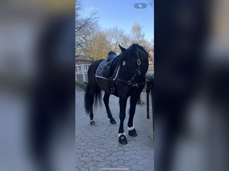 Caballo de deporte español Caballo castrado 13 años 155 cm Negro in Hamburg Osdorf