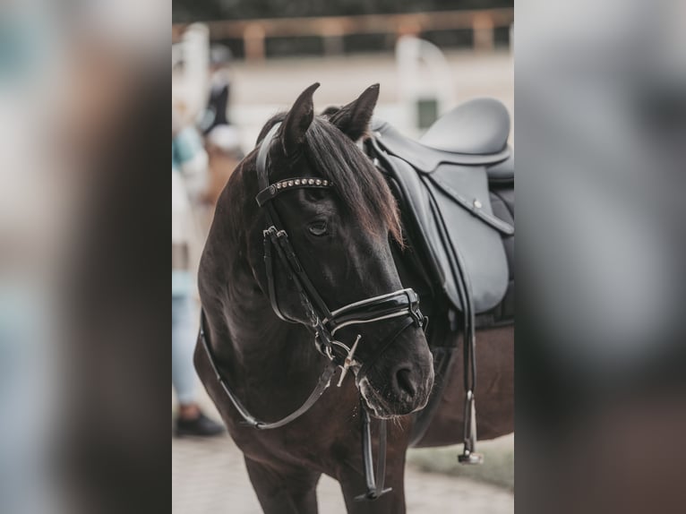 Caballo de deporte español Mestizo Caballo castrado 13 años 157 cm Negro in Klagenfurt am Wörthersee