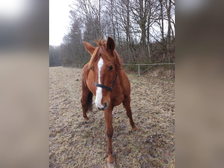 Caballo de deporte español Caballo castrado 13 años 160 cm Alazán in Bad Essen