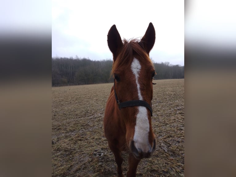 Caballo de deporte español Caballo castrado 13 años 160 cm Alazán in Bad Essen