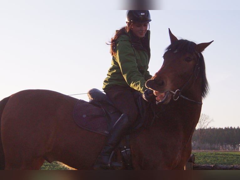 Caballo de deporte español Caballo castrado 13 años 160 cm Castaño in Odelzhausen