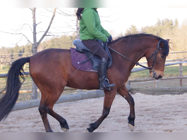 Caballo de deporte español Caballo castrado 13 años 160 cm Castaño in Odelzhausen