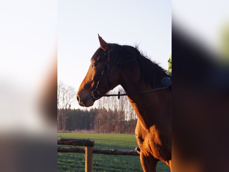 Caballo de deporte español Caballo castrado 13 años 160 cm Castaño in Odelzhausen