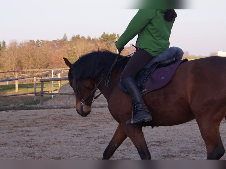 Caballo de deporte español Caballo castrado 13 años 160 cm Castaño in Odelzhausen
