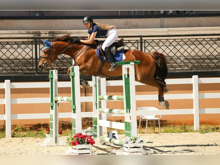 Caballo de deporte español Caballo castrado 13 años 167 cm Alazán in lorca