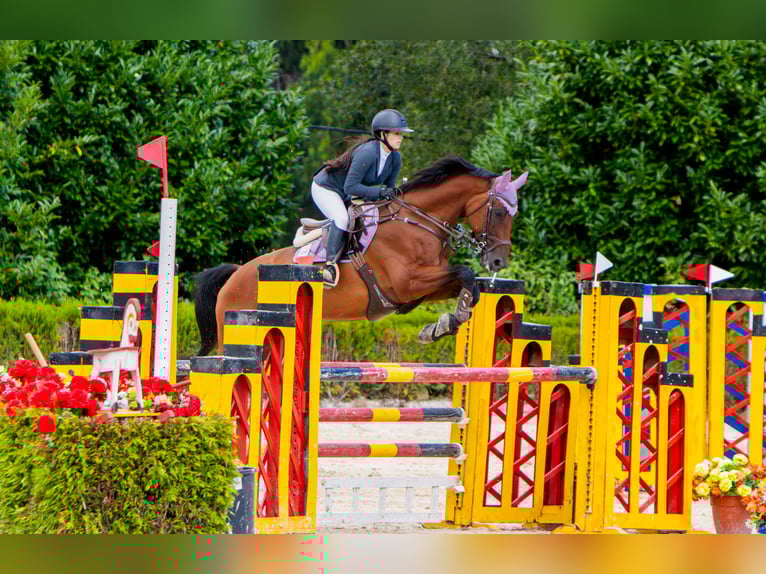 Caballo de deporte español Caballo castrado 13 años 170 cm Castaño in Mos (Santa Eulalia)