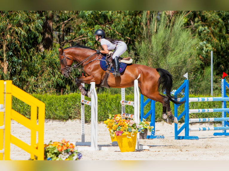 Caballo de deporte español Caballo castrado 13 años 170 cm Castaño in Mos (Santa Eulalia)