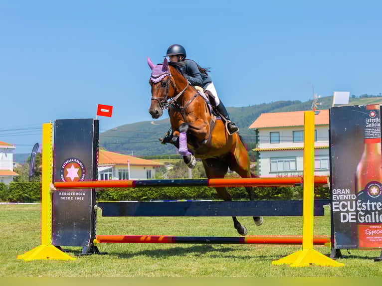 Caballo de deporte español Caballo castrado 13 años 170 cm Castaño in Mos (Santa Eulalia)