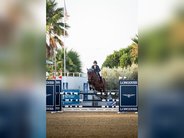 Caballo de deporte español Caballo castrado 13 años 170 cm Castaño in Mos (Santa Eulalia)