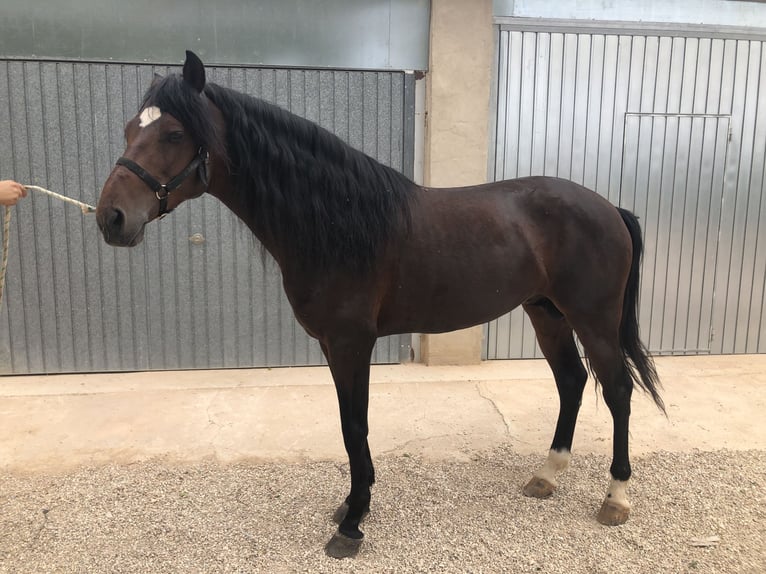 Caballo de deporte español Caballo castrado 13 años Castaño oscuro in Yecla