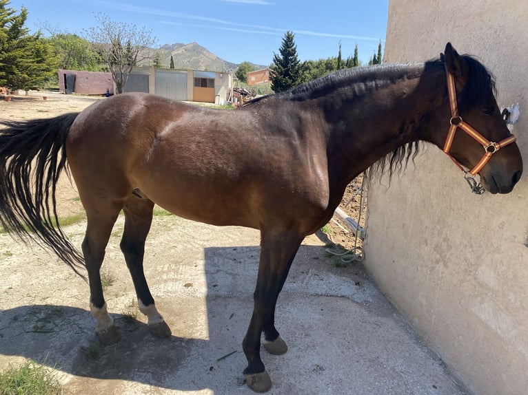 Caballo de deporte español Caballo castrado 13 años Castaño oscuro in Yecla