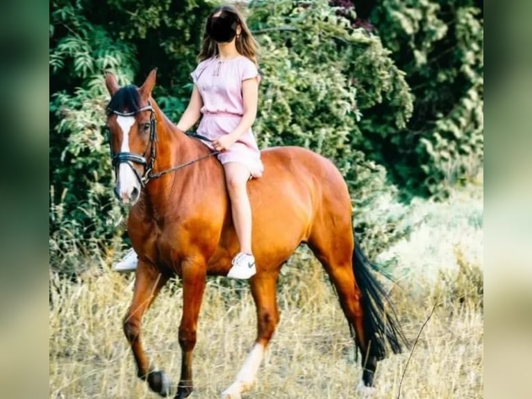 Caballo de deporte español Mestizo Caballo castrado 14 años 150 cm Castaño claro in Moersoers