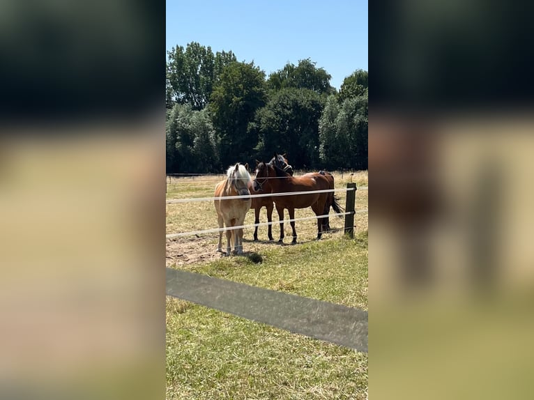 Caballo de deporte español Mestizo Caballo castrado 14 años 150 cm Castaño claro in Moersoers