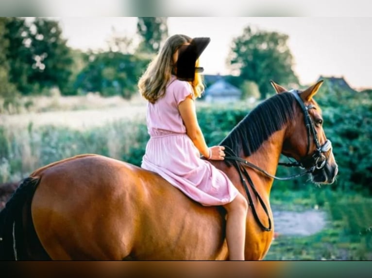 Caballo de deporte español Mestizo Caballo castrado 14 años 150 cm Castaño claro in Moersoers