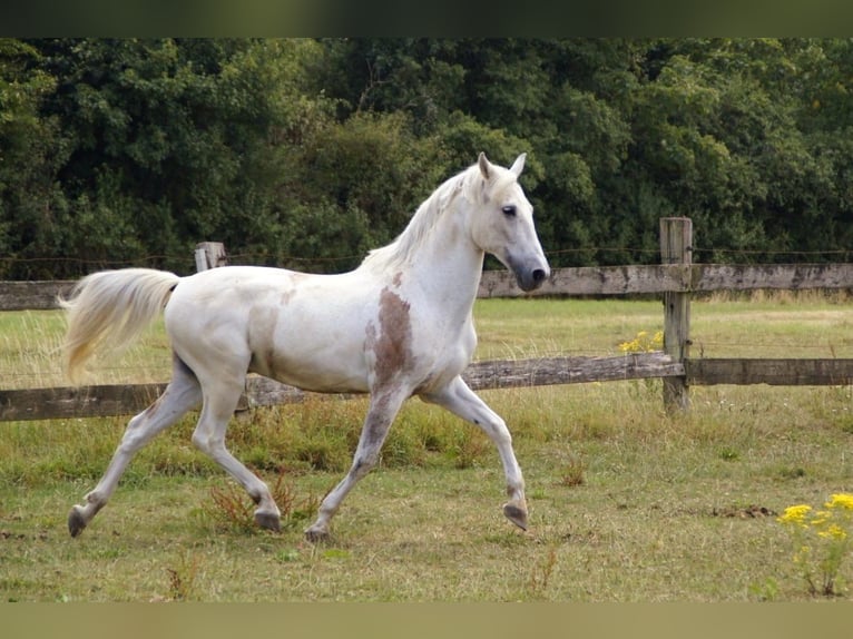Caballo de deporte español Caballo castrado 14 años 157 cm Tordo picazo in Goch