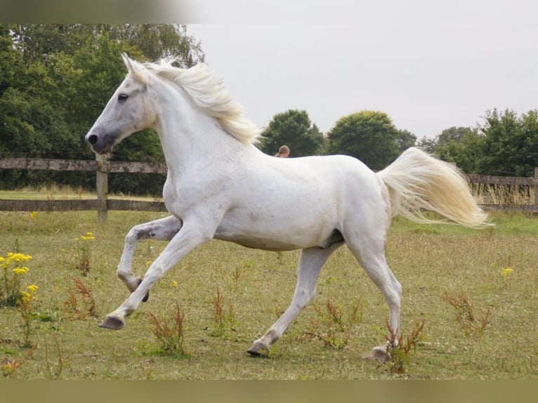 Caballo de deporte español Caballo castrado 14 años 157 cm Tordo picazo in Goch