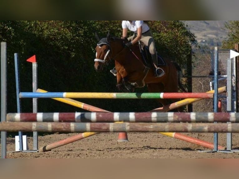 Caballo de deporte español Mestizo Caballo castrado 14 años 158 cm Castaño in Garnatilla