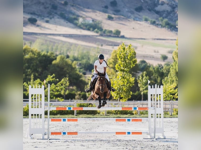 Caballo de deporte español Mestizo Caballo castrado 14 años 158 cm Castaño in Garnatilla